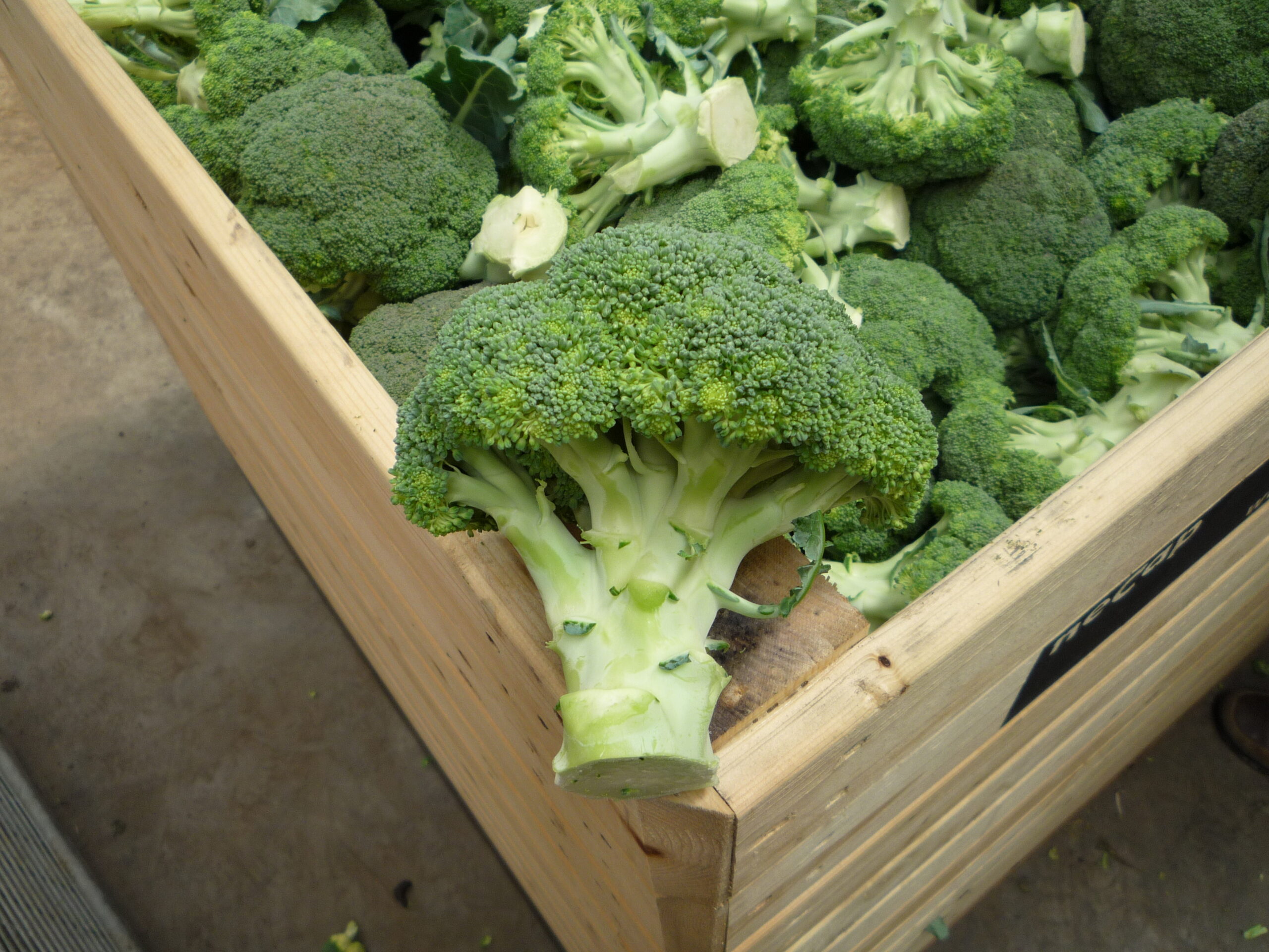 Het afdekken van broccoli