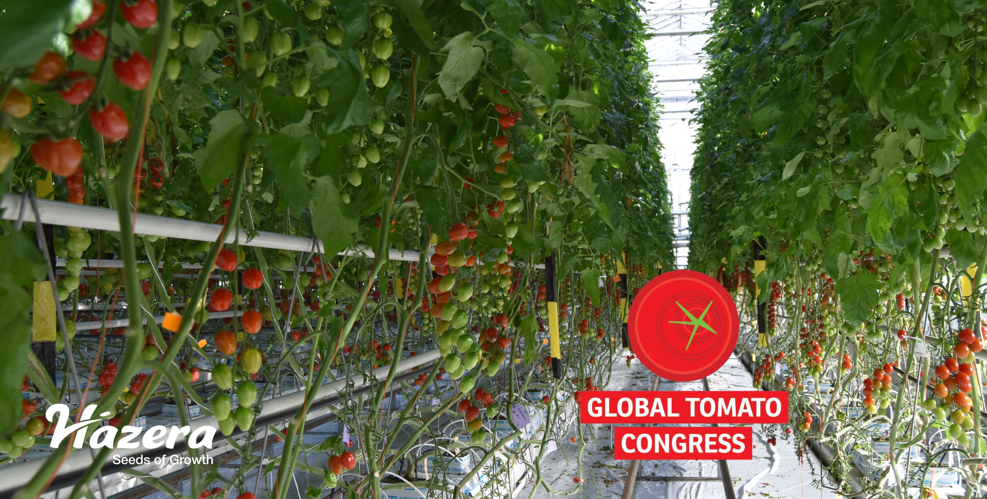 Global Tomato Congress 2023