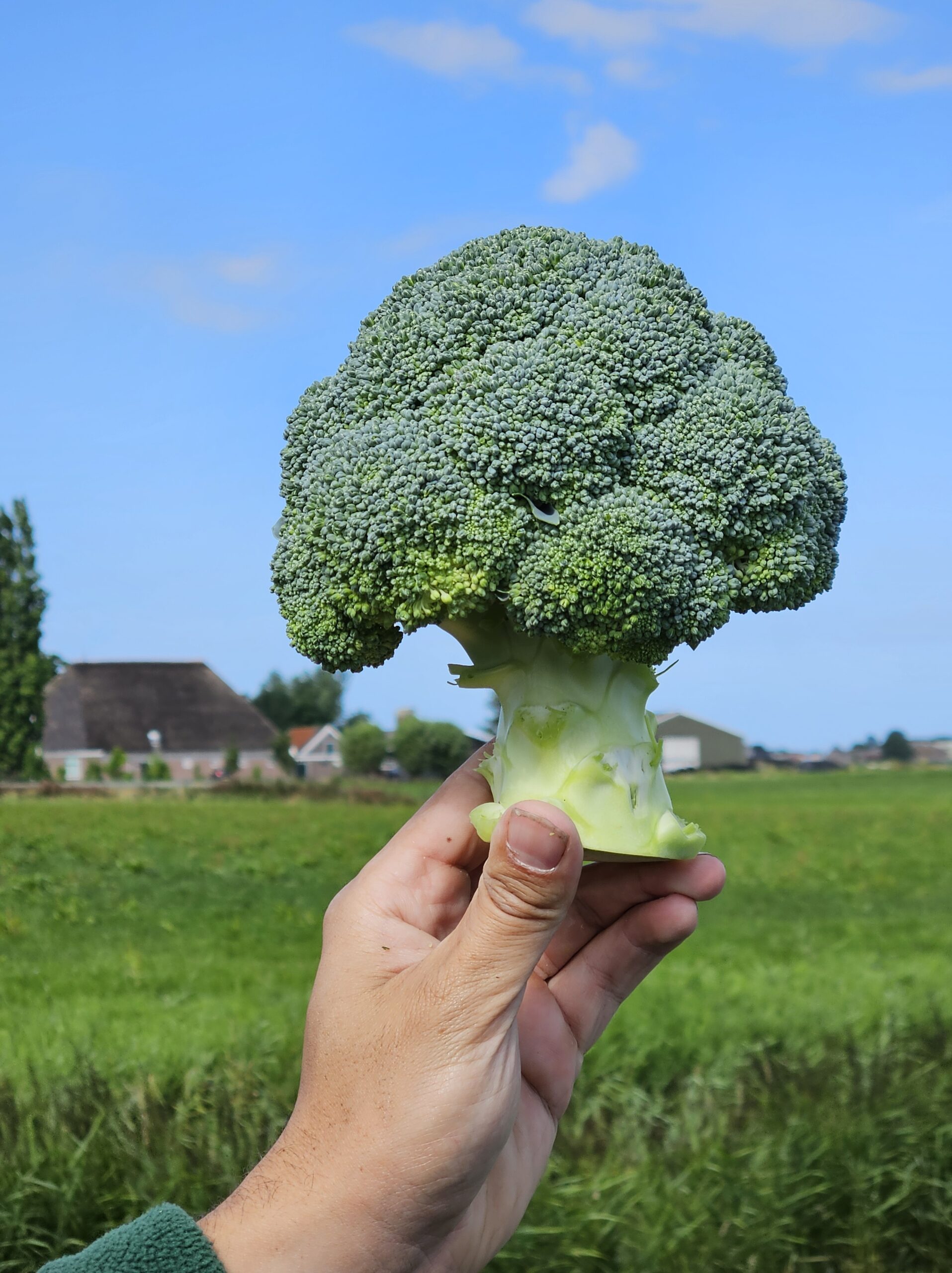 Bloemkool Broccoli Contactdag 2026